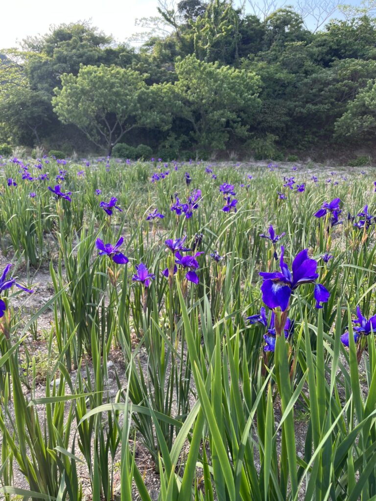 花ひろば